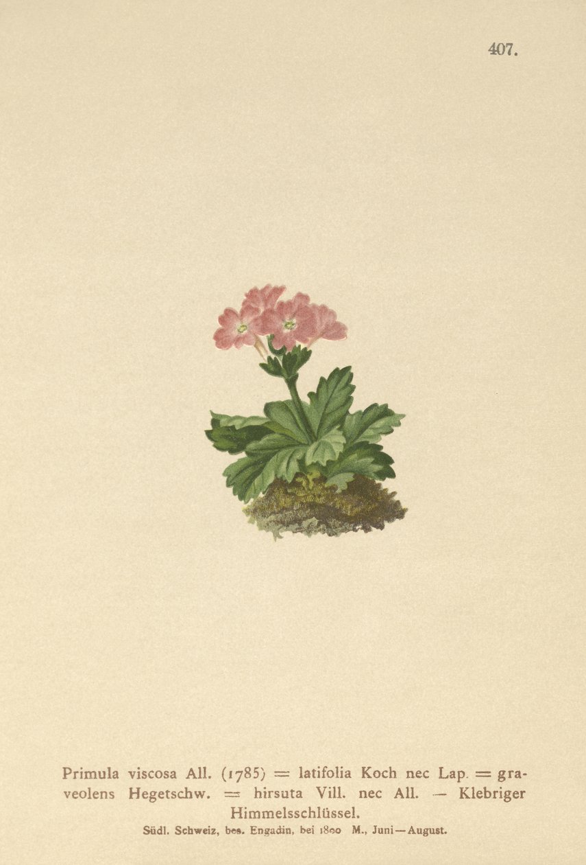 Pierwiosnek wyniosły (Primula viscosa, Primula latifolia, Primula hirsuta) autorstwa German School