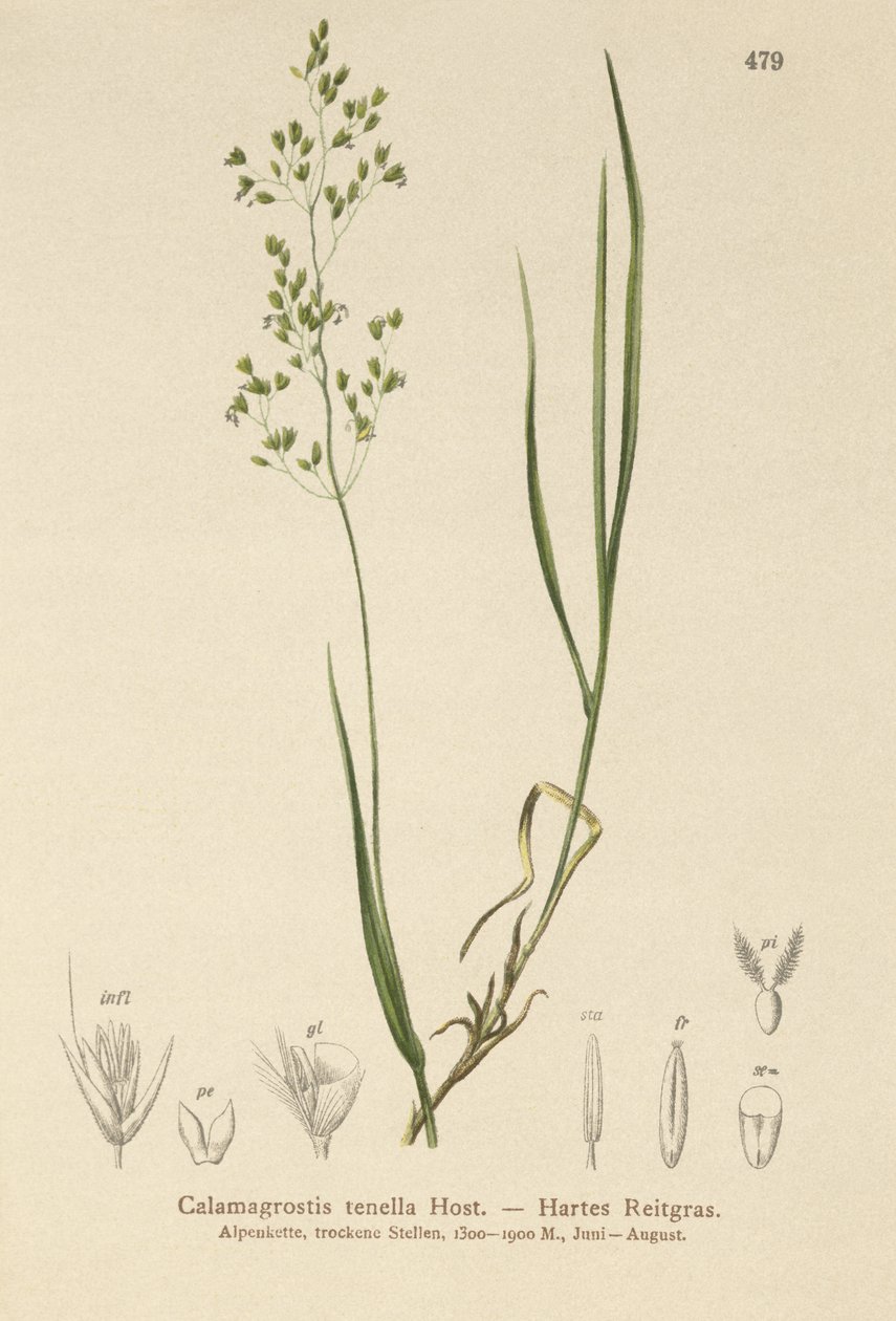 Agrostis schraderiana (Agrostis schraderiana, Agrostis agrostiflora, Agrostis stricta, Agrostis vinealis, Agrostis vinealis, Agrostis tenella) autorstwa German School