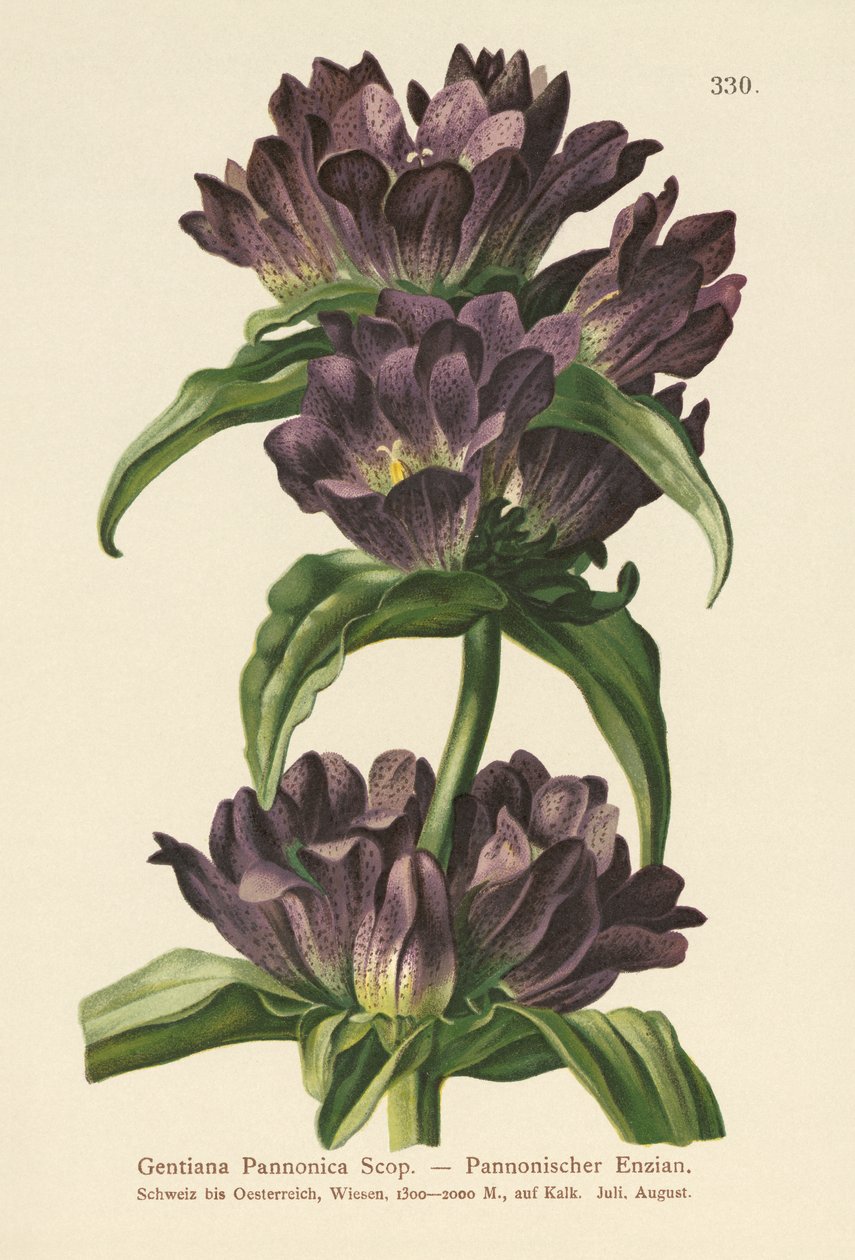 Goryczka brunatna (Gentiana Pannonica) autorstwa German School