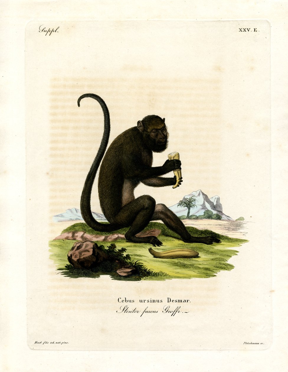 Brown Howler (kolorowy grawerunek) autorstwa German School