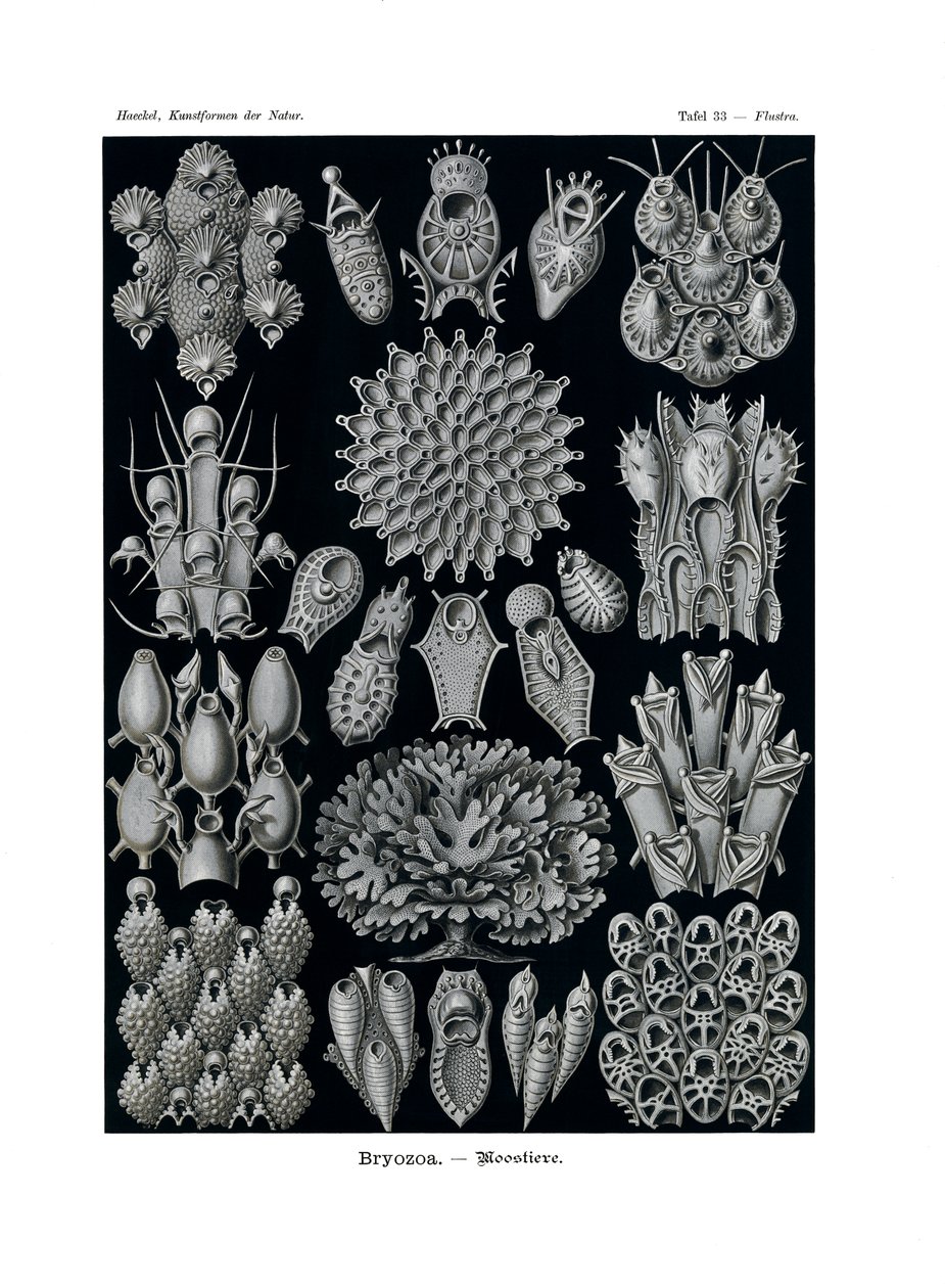 Bryozoa, 1899-1904 autorstwa German School