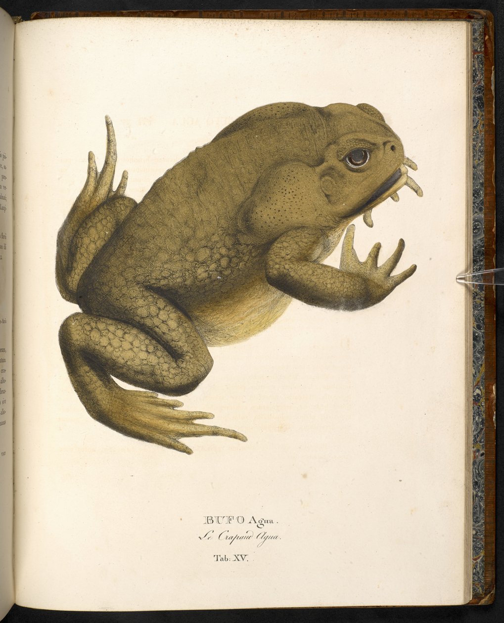 Bufo auga, ropucha trzcinowata lub olbrzymia ropucha morska, z „Animalia nova...” Johanna Baptist von Spix, Monachium autorstwa German School