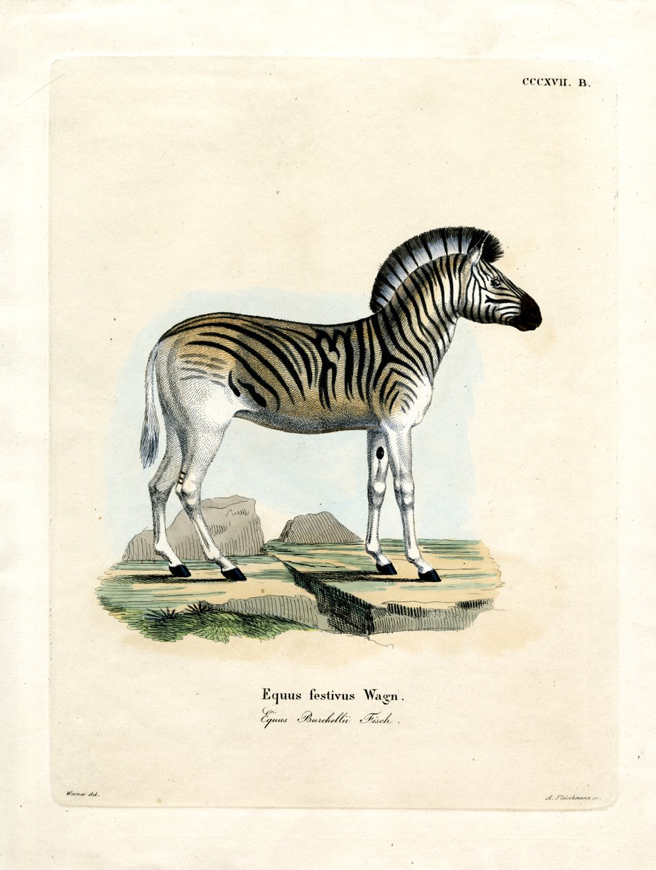 Zebra Burchella (kolorowy grawerunek) autorstwa German School