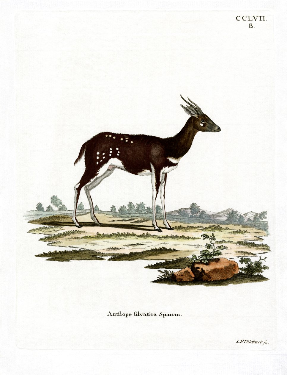 Bushbuck (kolorowy grawerunek) autorstwa German School