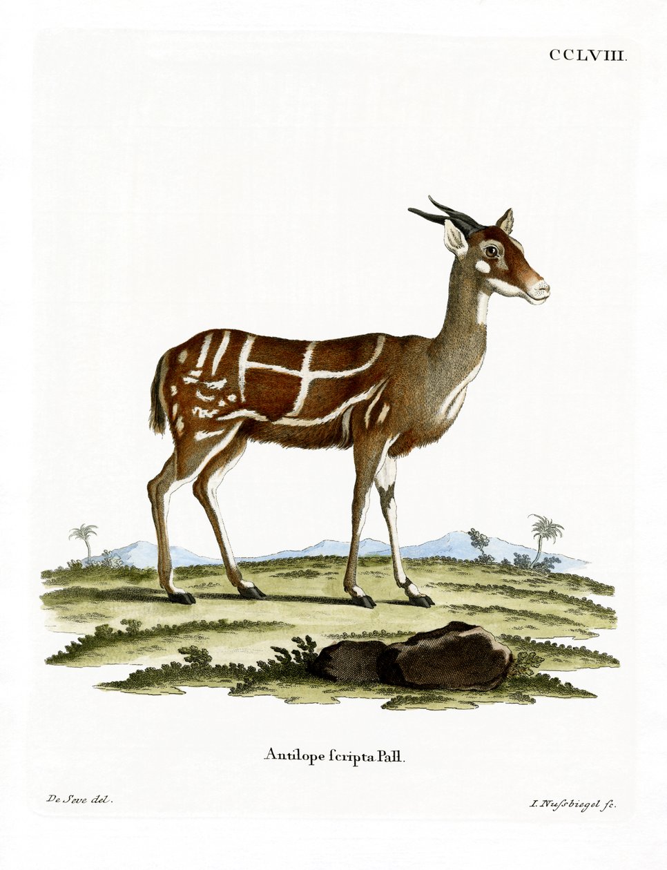 Bushbuck (kolorowy grawerunek) autorstwa German School