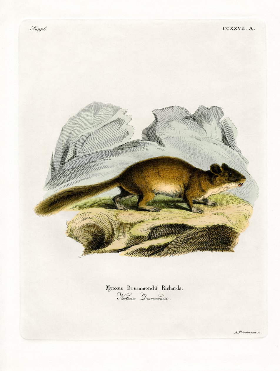 Woodrat krzaczastoogonowy (kolorowy grawerunek) autorstwa German School