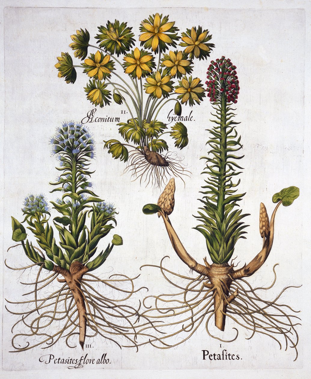 Butterburs and Winter Aconite, z Hortus Eystettensis, Basil Besler (1561-1629), wyd. 1613 (grawerowanie ręcznie kolorowane) autorstwa German School