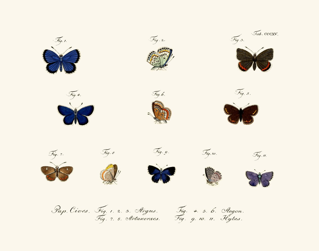 Motyle, 1783-1806 autorstwa German School