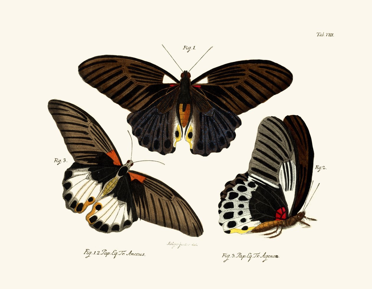 Motyle, 1783-1806 autorstwa German School