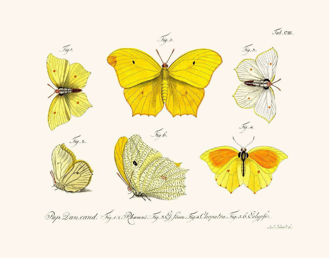 Motyle, 1783-1806 autorstwa German School