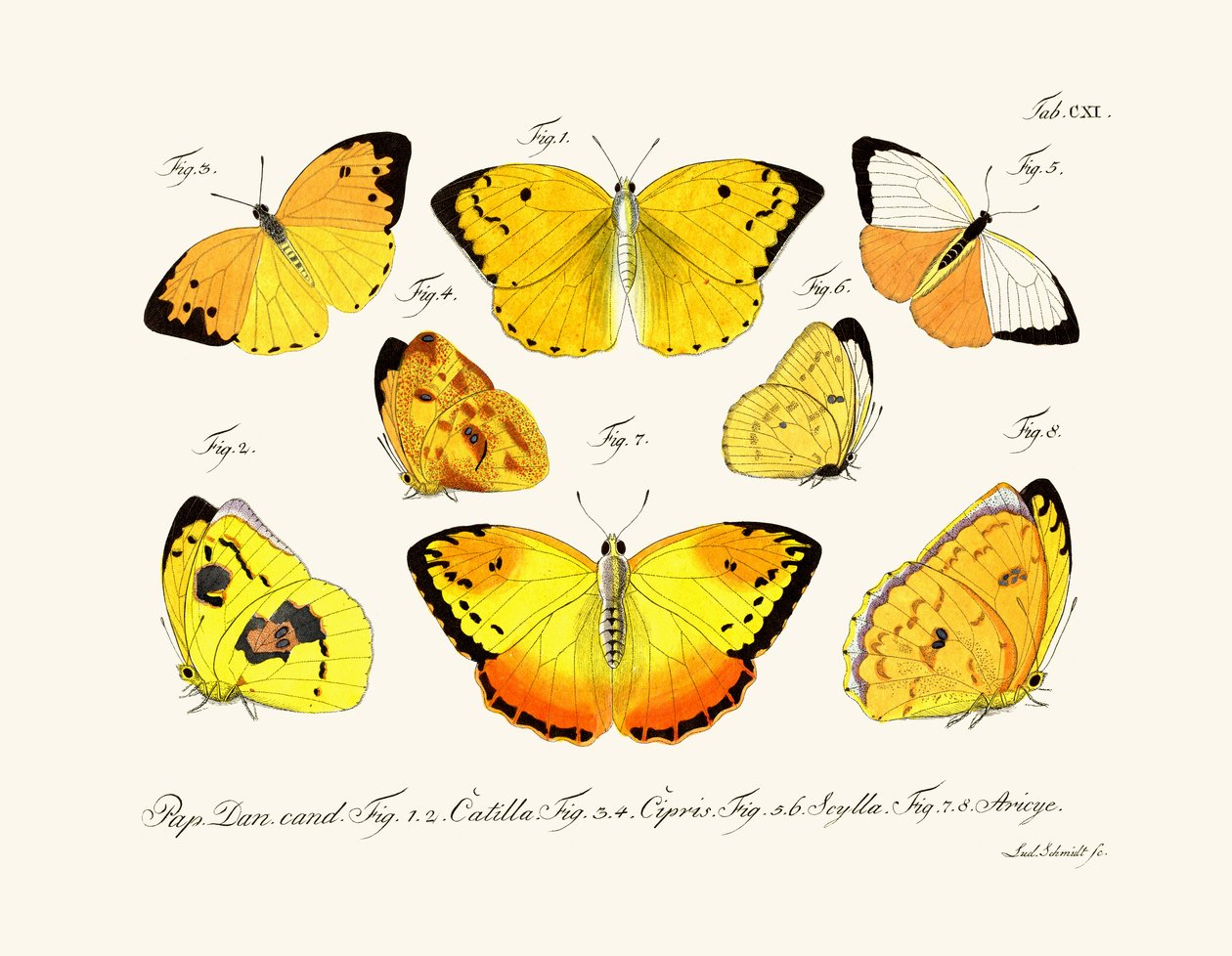 Motyle, 1783-1806 autorstwa German School