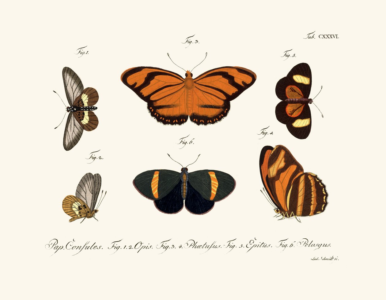 Motyle, 1783-1806 autorstwa German School