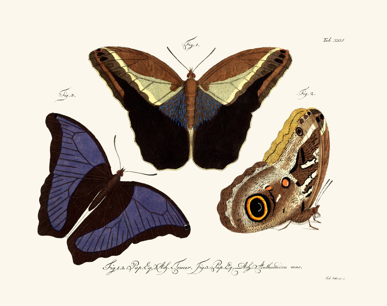 Motyle, 1783-1806 autorstwa German School