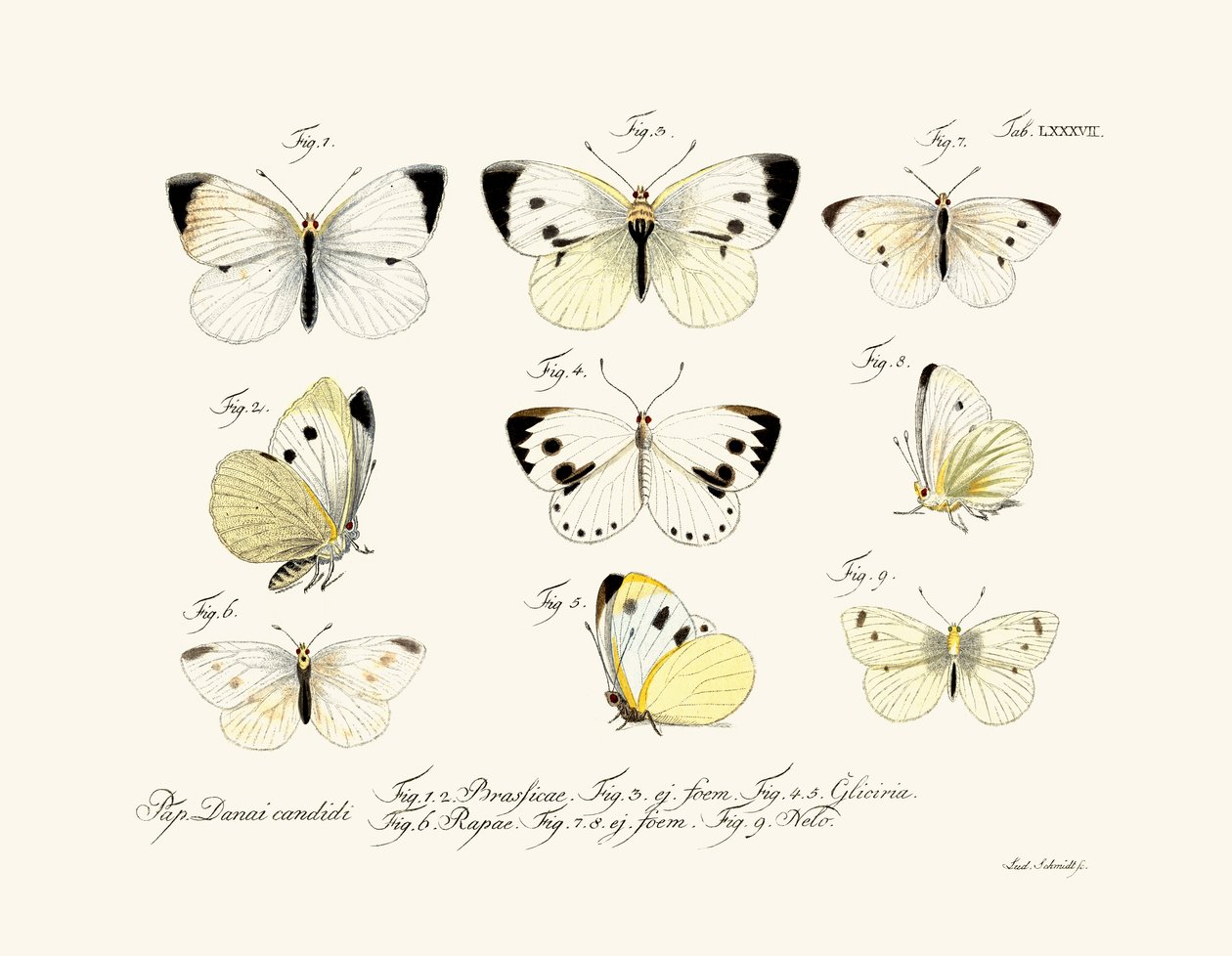 Motyle, 1783-1806 autorstwa German School