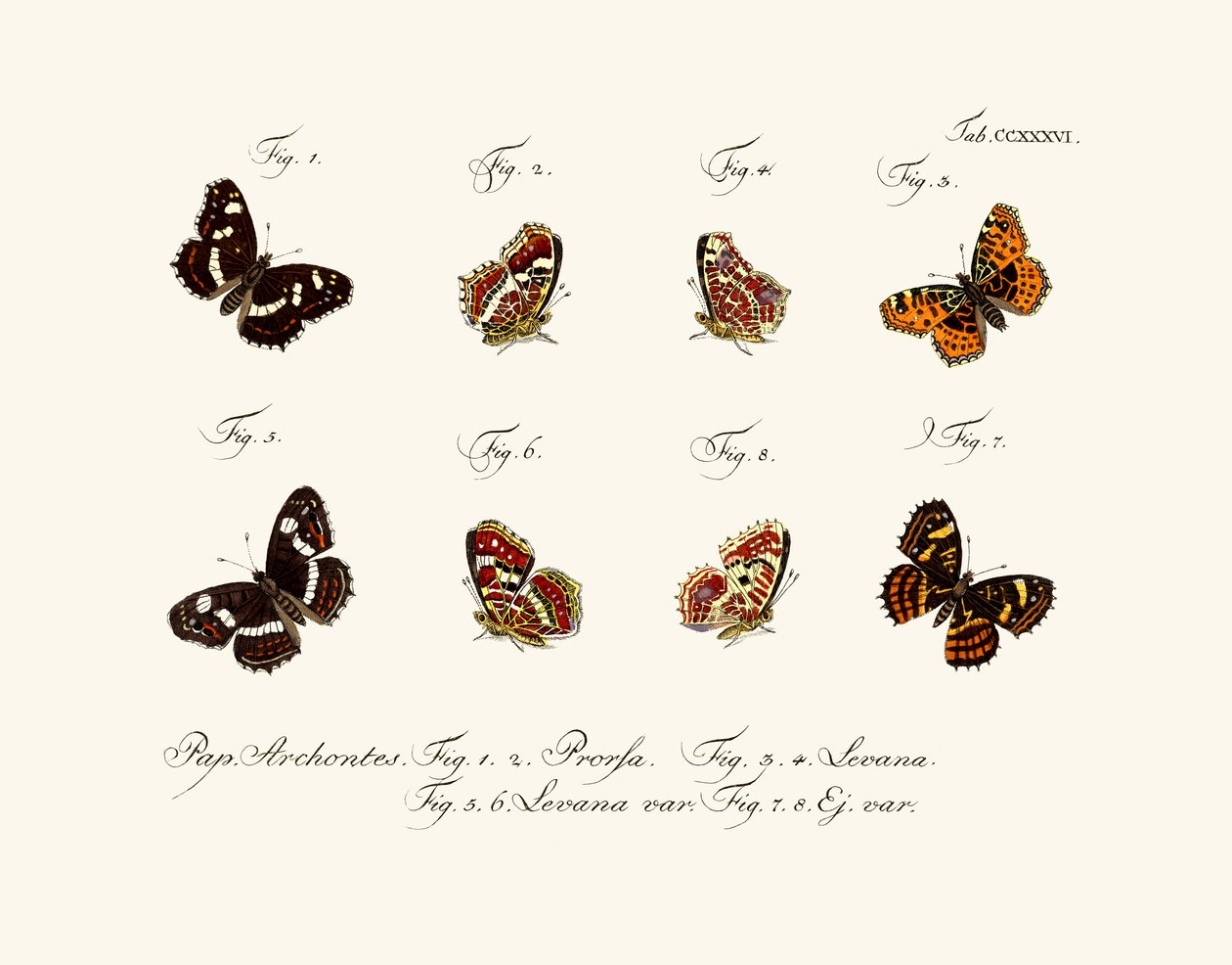 Motyle, 1783-1806 autorstwa German School