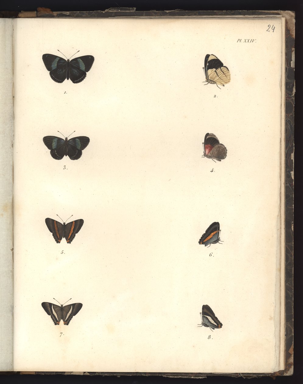 Motyle, Plac XXIV, ilustracja z Kompendium obserwacji zoologii i anatomii porównawczej, wykonanego na Oceanie Atlantyckim, we wnętrzu nowego kontynentu i na Morzu Południowym w okresie autorstwa German School