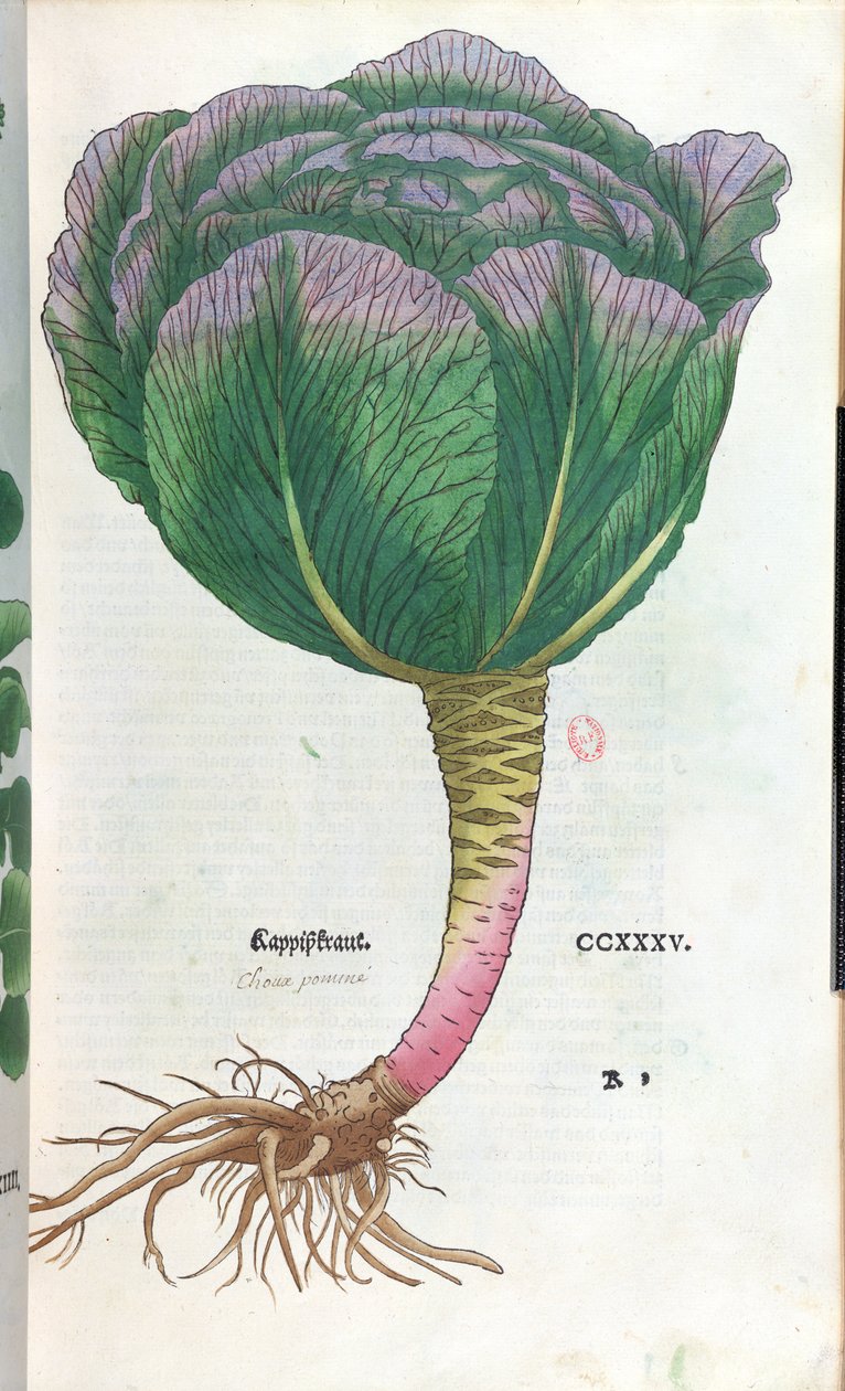 Kapusta, talerz botaniczny autorstwa German School