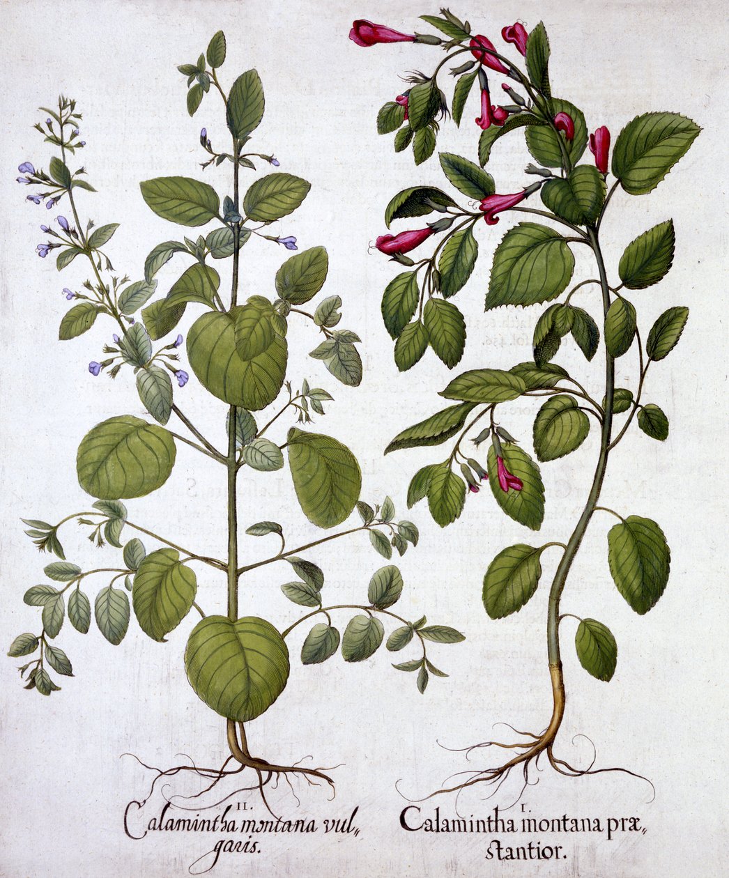 Calamints, z Hortus Eystettensis, Basil Besler (1561-1629), wyd. 1613 (grawerowanie ręcznie kolorowane) autorstwa German School