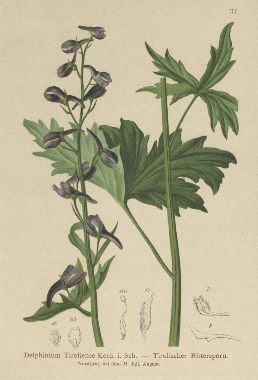 Świeca Larkspur (Delphinium elatum, Delphinium tiroliense) autorstwa German School