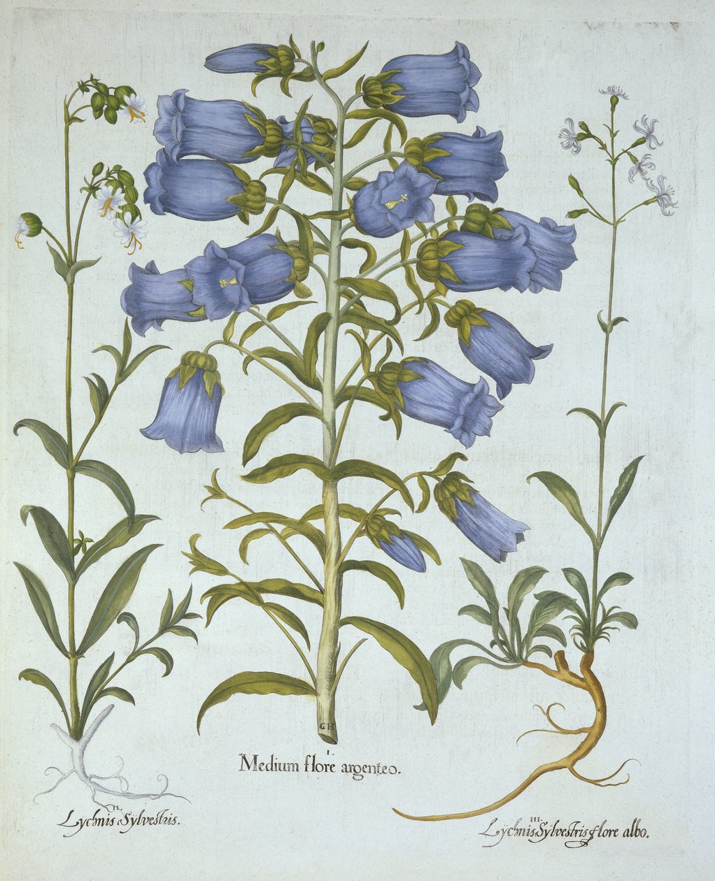 Canterbury Bells, White Bladder Campion, Nottingham Catchfly, z Hortus Eystettensis, Basil Besler (1561-1629), wyd. 1613 (grawerowanie ręcznie kolorowane) autorstwa German School
