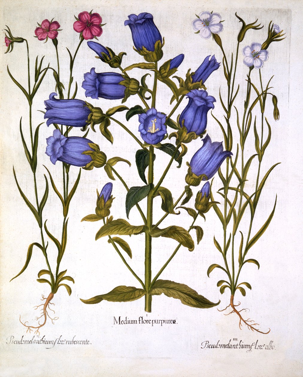 Canterbury Bells i Corn Cockles, z Hortus Eystettensis, Basil Besler (1561-1629), wyd. 1613 (grawerowanie ręcznie kolorowane) autorstwa German School