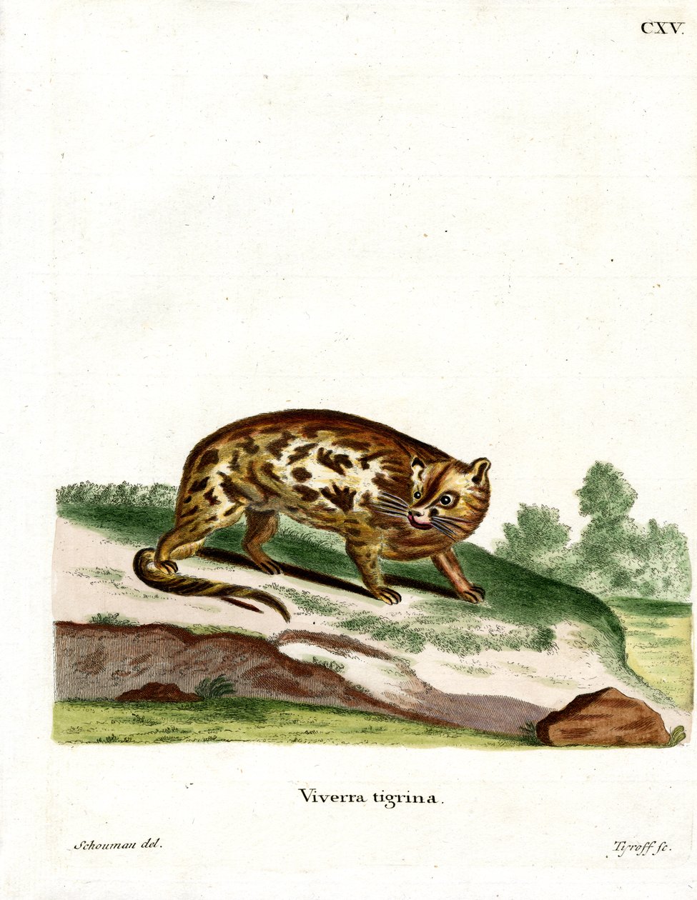 Cape Genet (kolorowy grawerunek) autorstwa German School