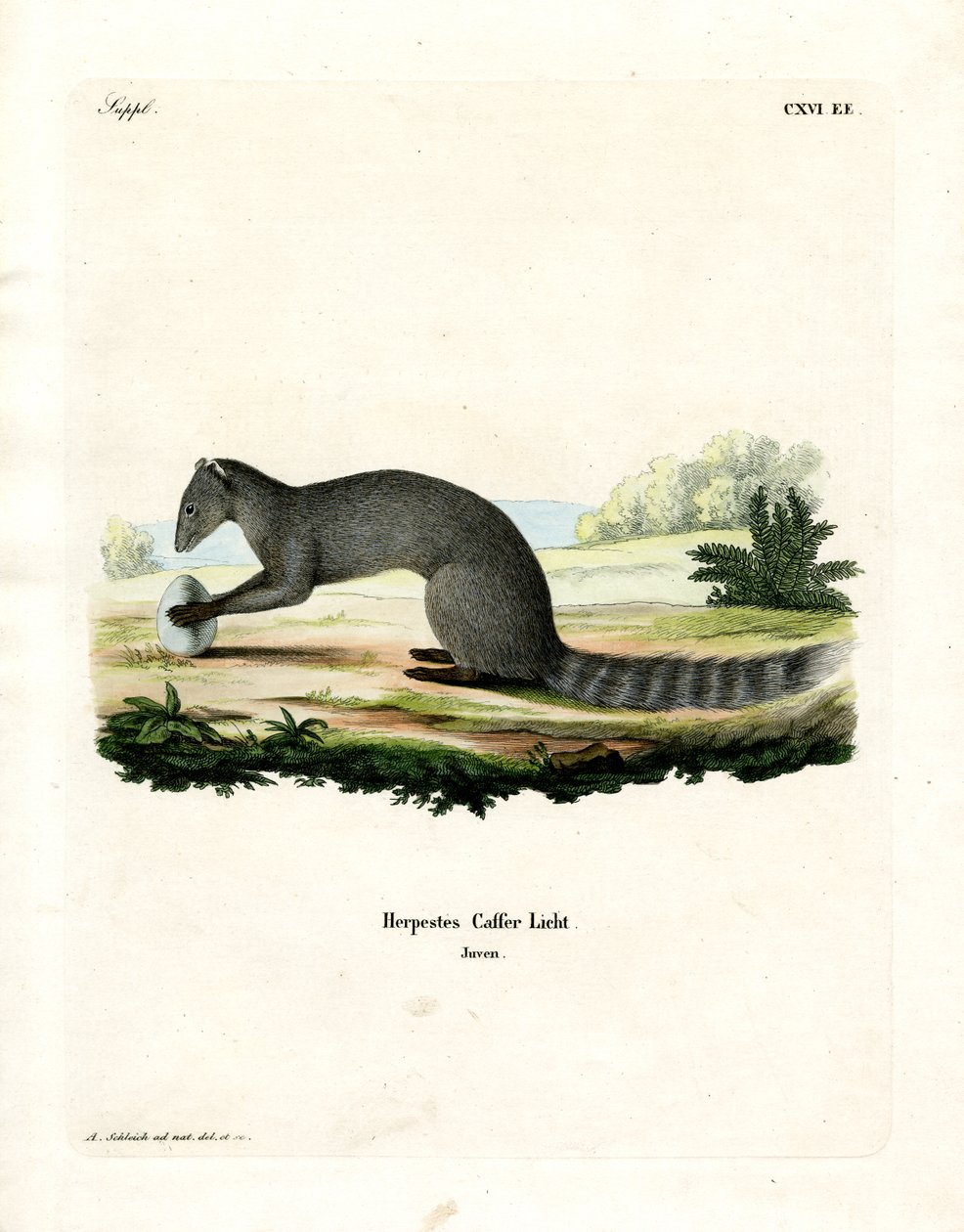 Cape Grey Mongoose (kolorowy grawerunek) autorstwa German School