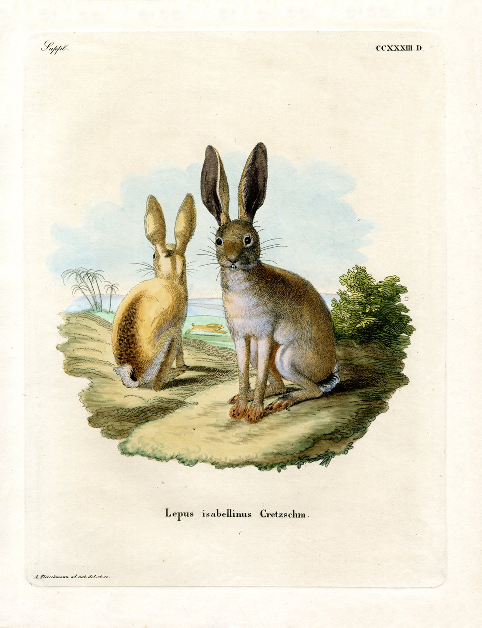 Cape Hare (kolorowy grawerunek) autorstwa German School