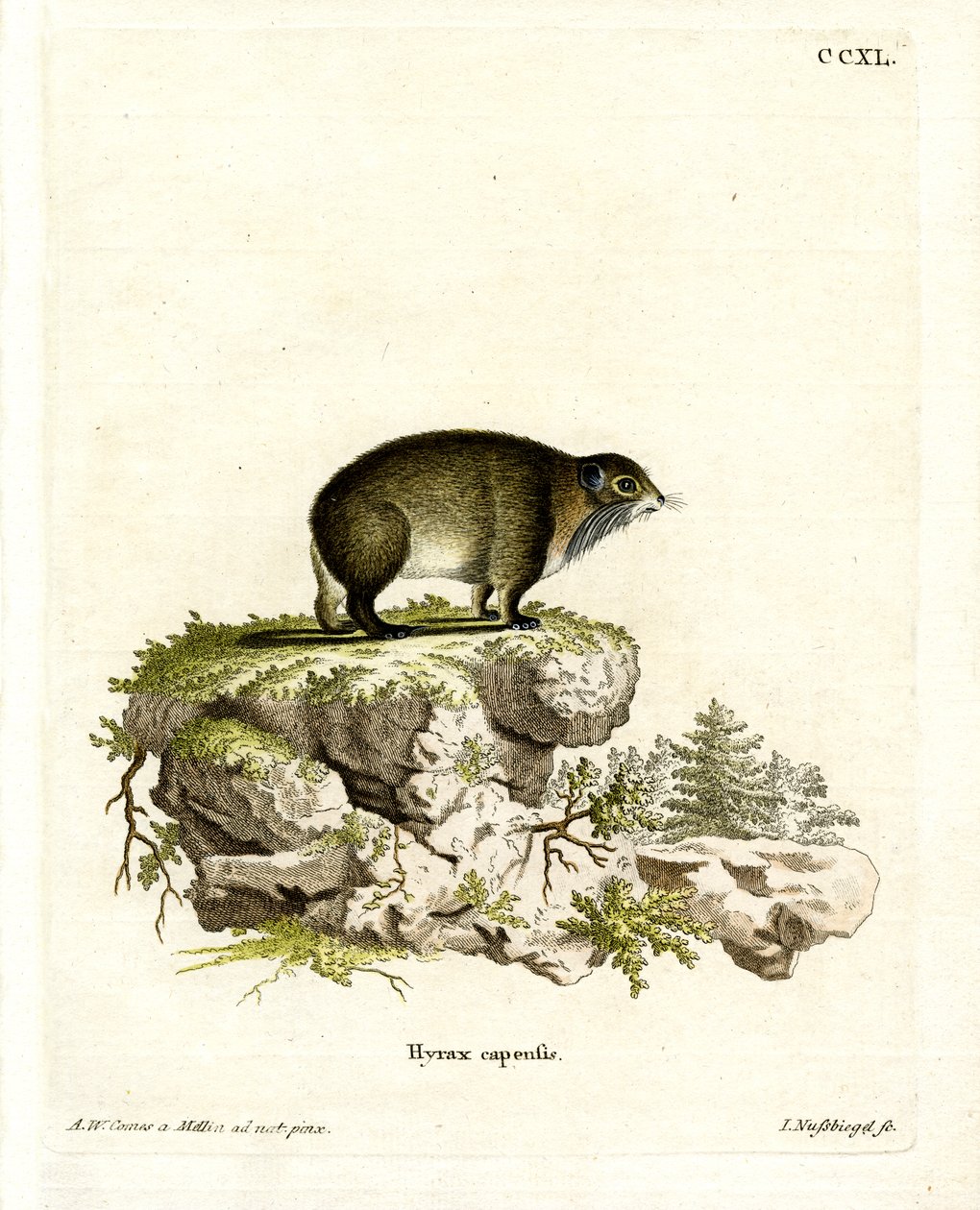 Cape Hyrax (kolorowy grawerunek) autorstwa German School