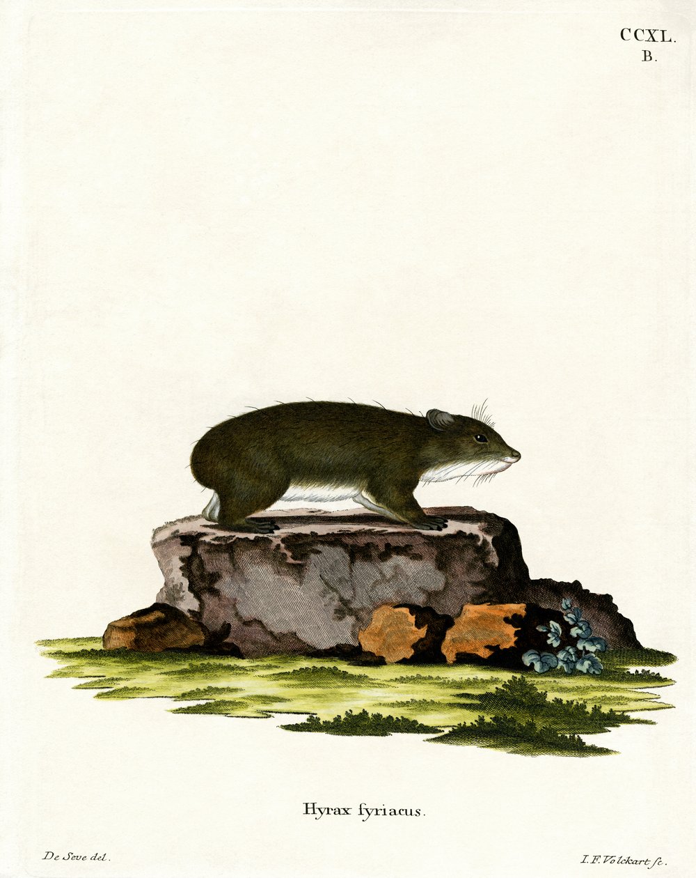 Cape Hyrax (kolorowy grawerunek) autorstwa German School