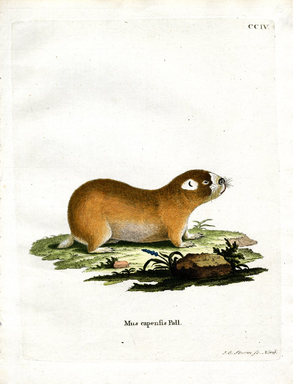 Cape Mole Rat (kolorowy grawerunek) autorstwa German School