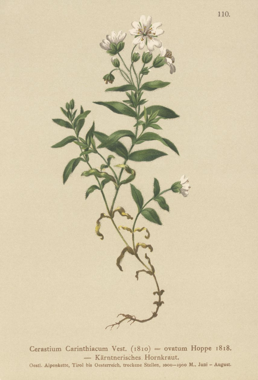 Ucho karynckie (Cerastium Carinthiacum, Cerastium ovatum) autorstwa German School