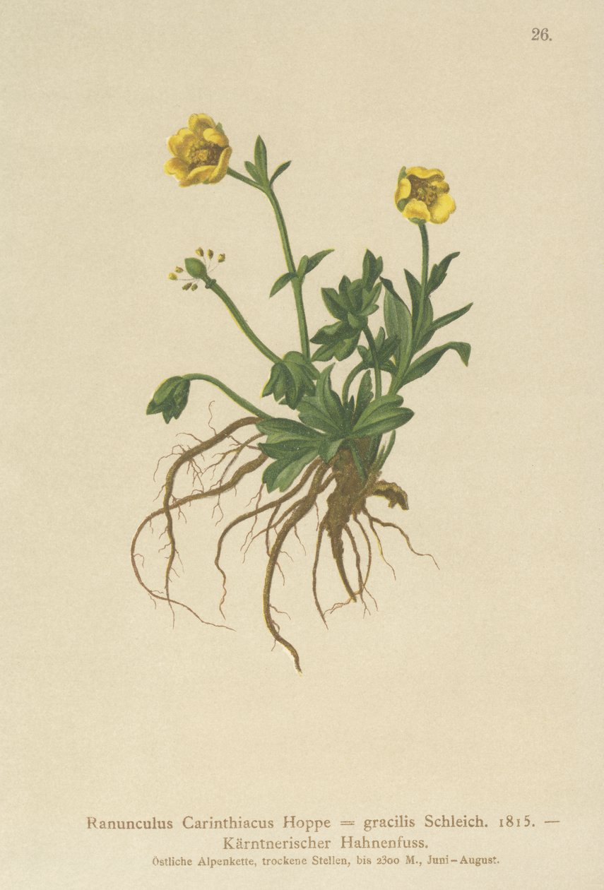 Jaskier karyncki (Ranunculus Carinthiacus, Ranunculus gracilis) autorstwa German School