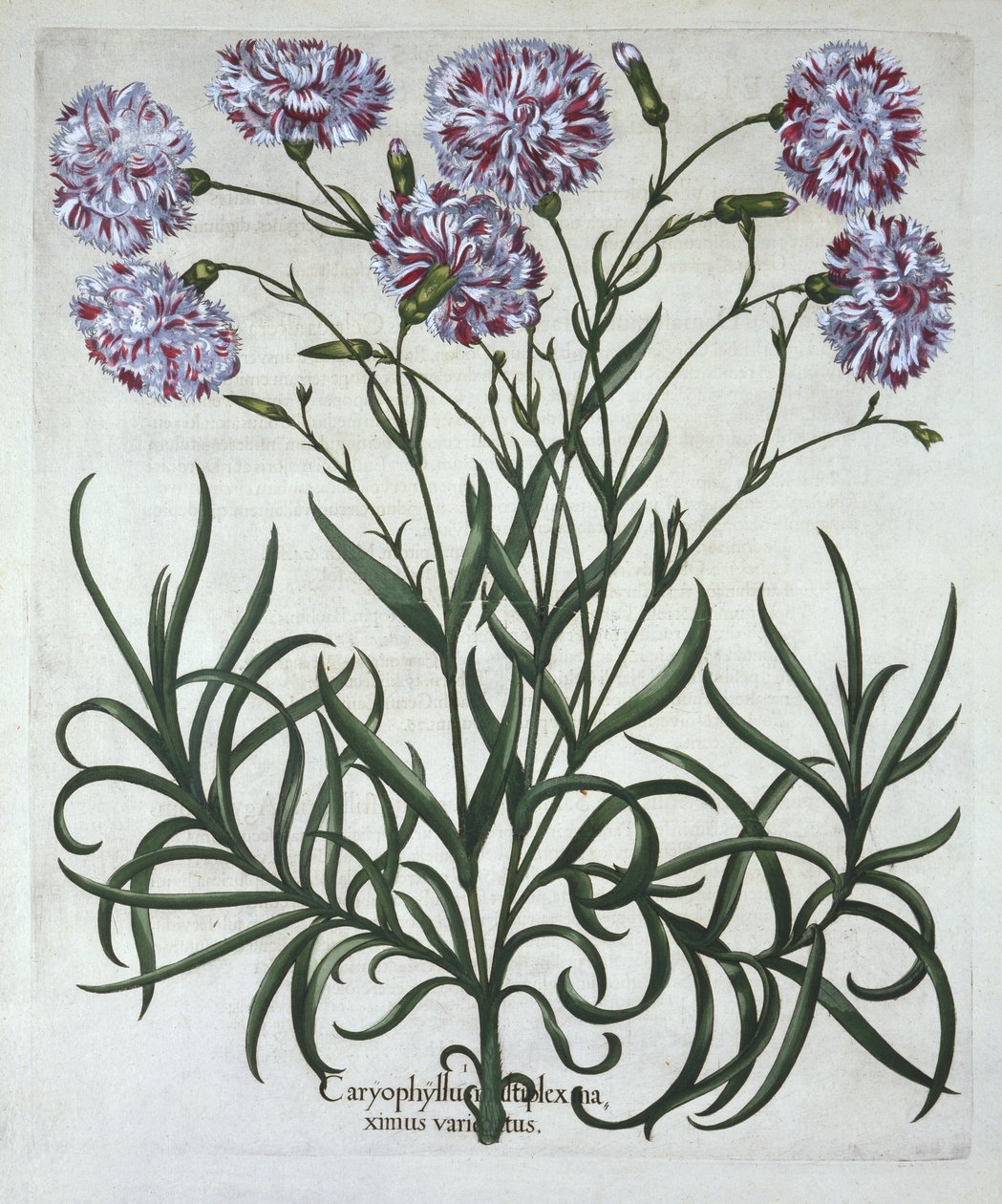 Goździk, z Hortus Eystettensis, Basil Besler (1561-1629), wyd. 1613 (grawerowanie ręcznie kolorowane) autorstwa German School