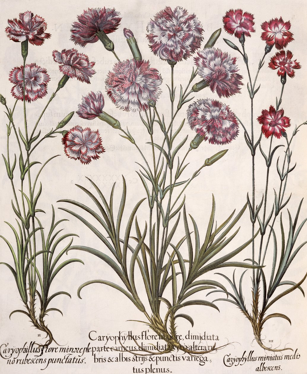 Goździki: 1.Caryophyllus główny kwiat; 2. Caryophyllus mniejszy niż pełny kwiat, czerwonawy; 3.Caryophyllus miniatus medis albescens, z Hortus Eystettensis Basila Beslera (1561-1629), wyd. autorstwa German School