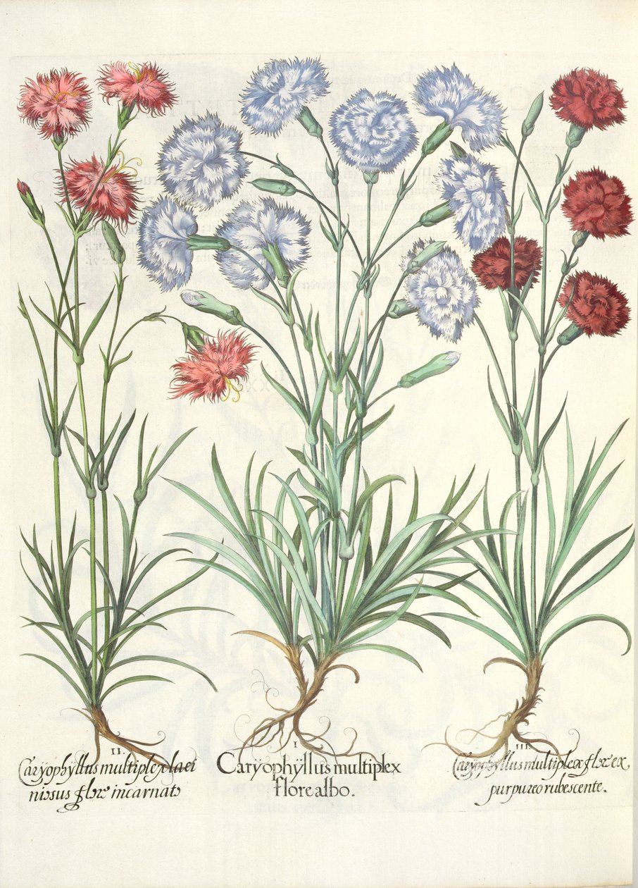 Goździki: 1.Caryophyllus z wieloma białymi kwiatami; 2.Caryophyllus to wielokrotne wcielenie kwiatu lacinowatego; 3.Caryophyllus wielokrotne kwiaty czerwonawo-fioletowe, z Ogrodu Eystettensis autorstwa Basila Beslera autorstwa German School