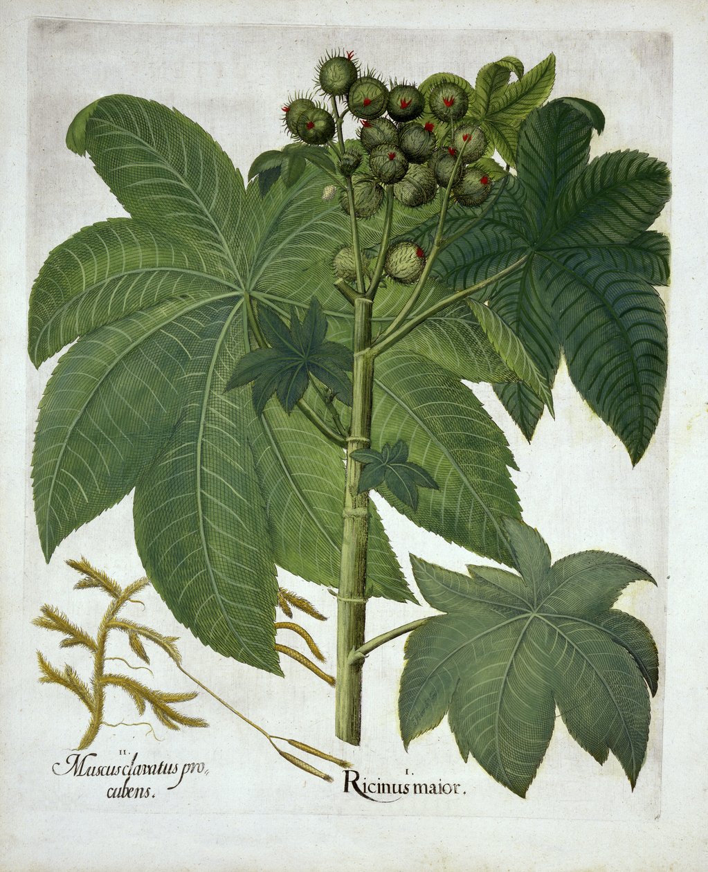 Fabryka oleju rycynowego, z Hortus Eystettensis, Basil Besler (1561-1629) wyd. 1613 autorstwa German School