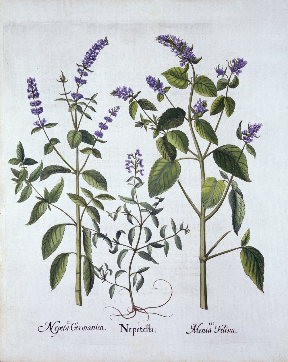 Kocimiętka i Kocimiętka, z Hortus Eystettensis, Basil Besler (1561-1629), wyd. 1613 (grawerowanie ręcznie kolorowane) autorstwa German School