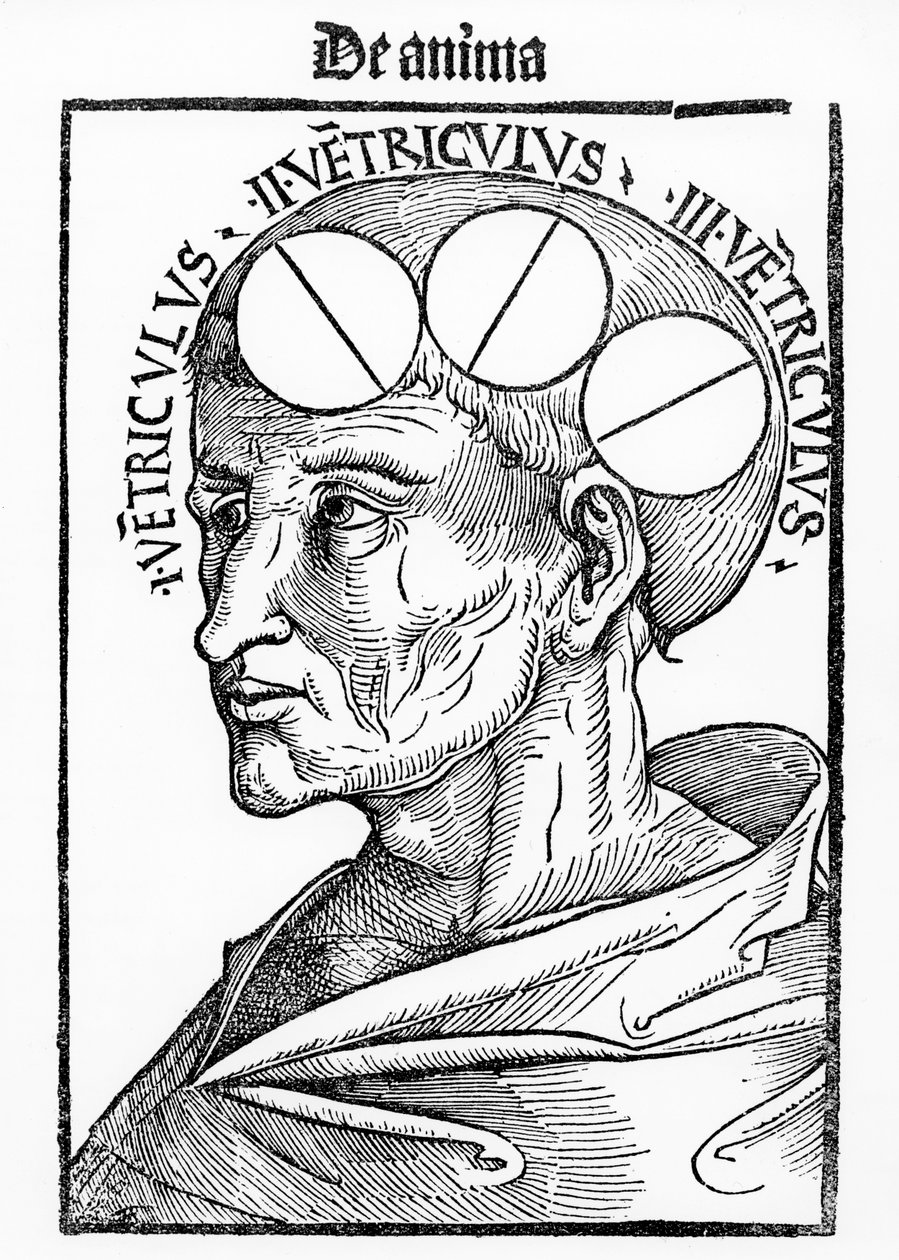 Jamy mózgu, z Philosophia Naturalis Albertusa Magnusa, opublikowane w Bazylei, 1506 autorstwa German School