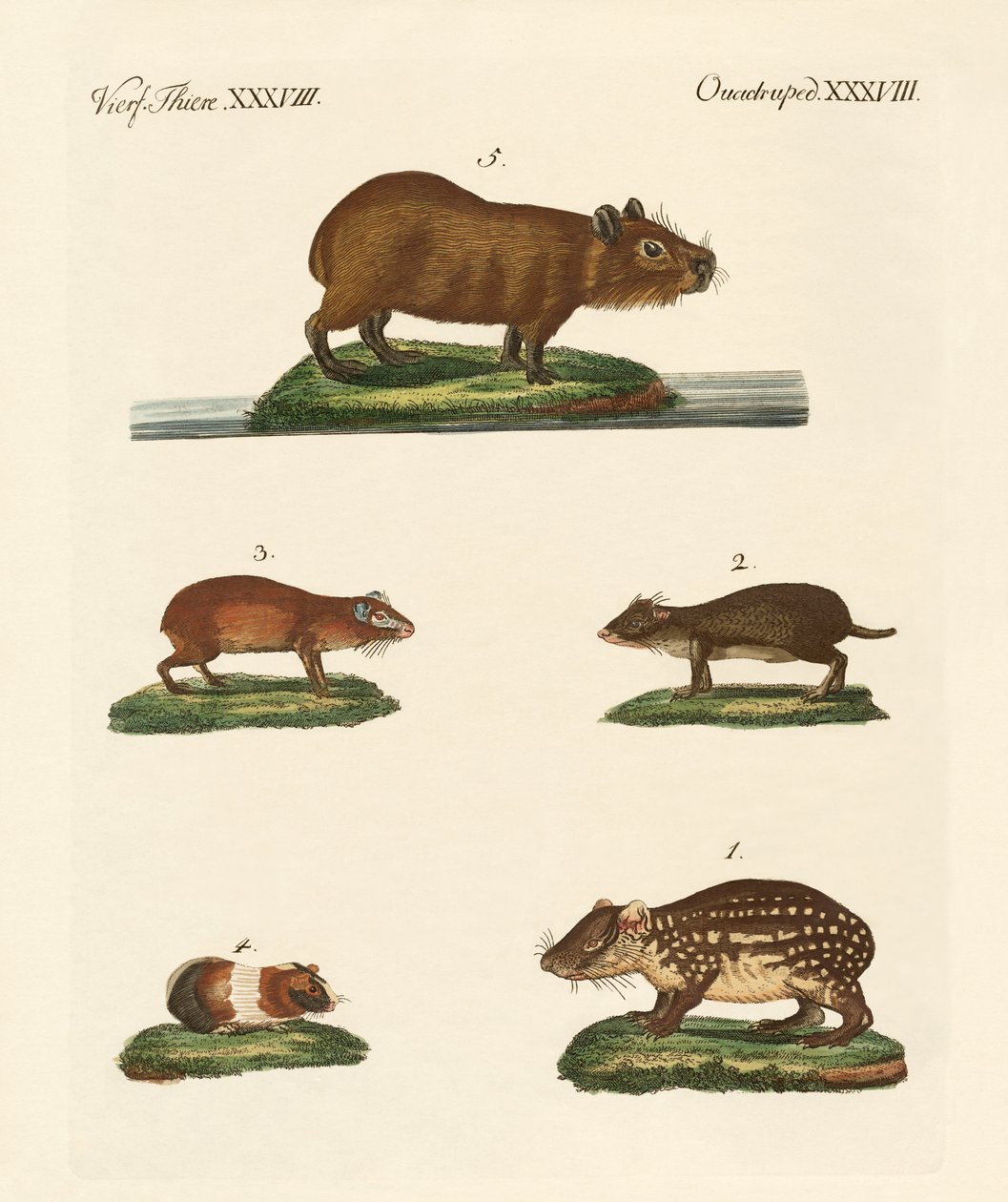 Cavys autorstwa German School