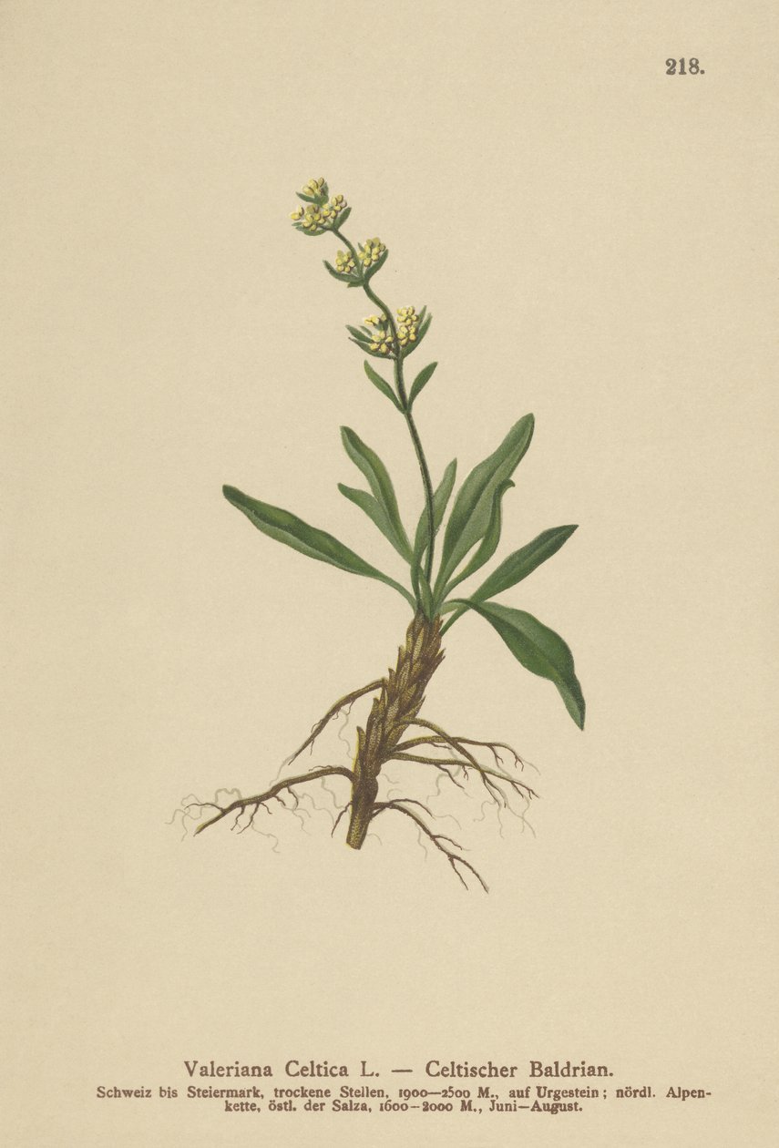 Celtic Spikenard (Valeriana celtica) autorstwa German School