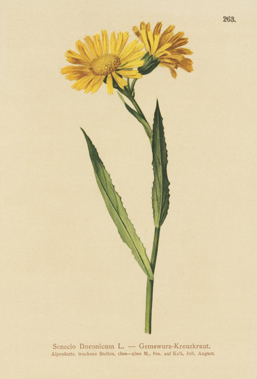 Bydlęca kozicowa (Senecio Doronicum) autorstwa German School