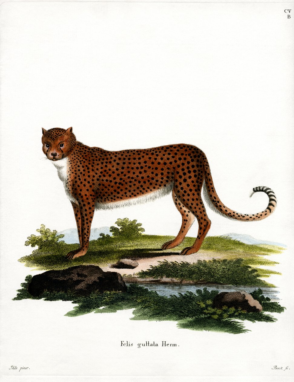 Gepard (kolorowy grawer) autorstwa German School