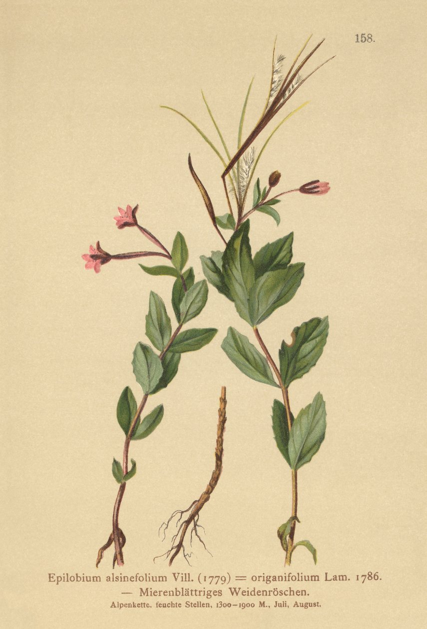 Wierzba wierzbowa (Epilobium alsinefolium, Epilobium origanifolium) autorstwa German School