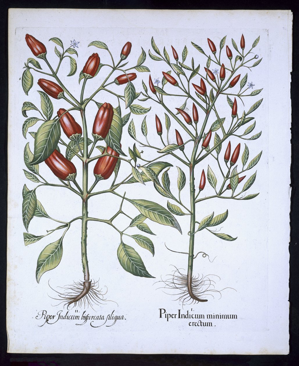 Rośliny papryki chili, z Hortus Eystettensis Basila Beslera (1561-1629), wyd. 1613 (ręcznie kolorowane grawerowanie) autorstwa German School