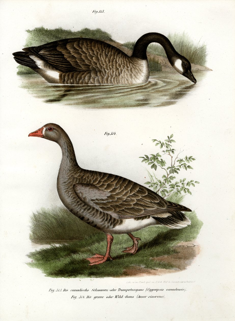 Gęś chińska, 1864 autorstwa German School