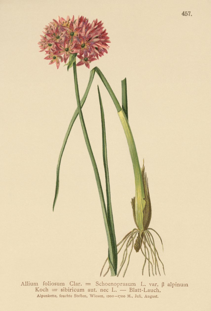Szczypiorek (Allium foliosum, Allium Schoenoprasum var. alpinum, Allium sibiricum) autorstwa German School