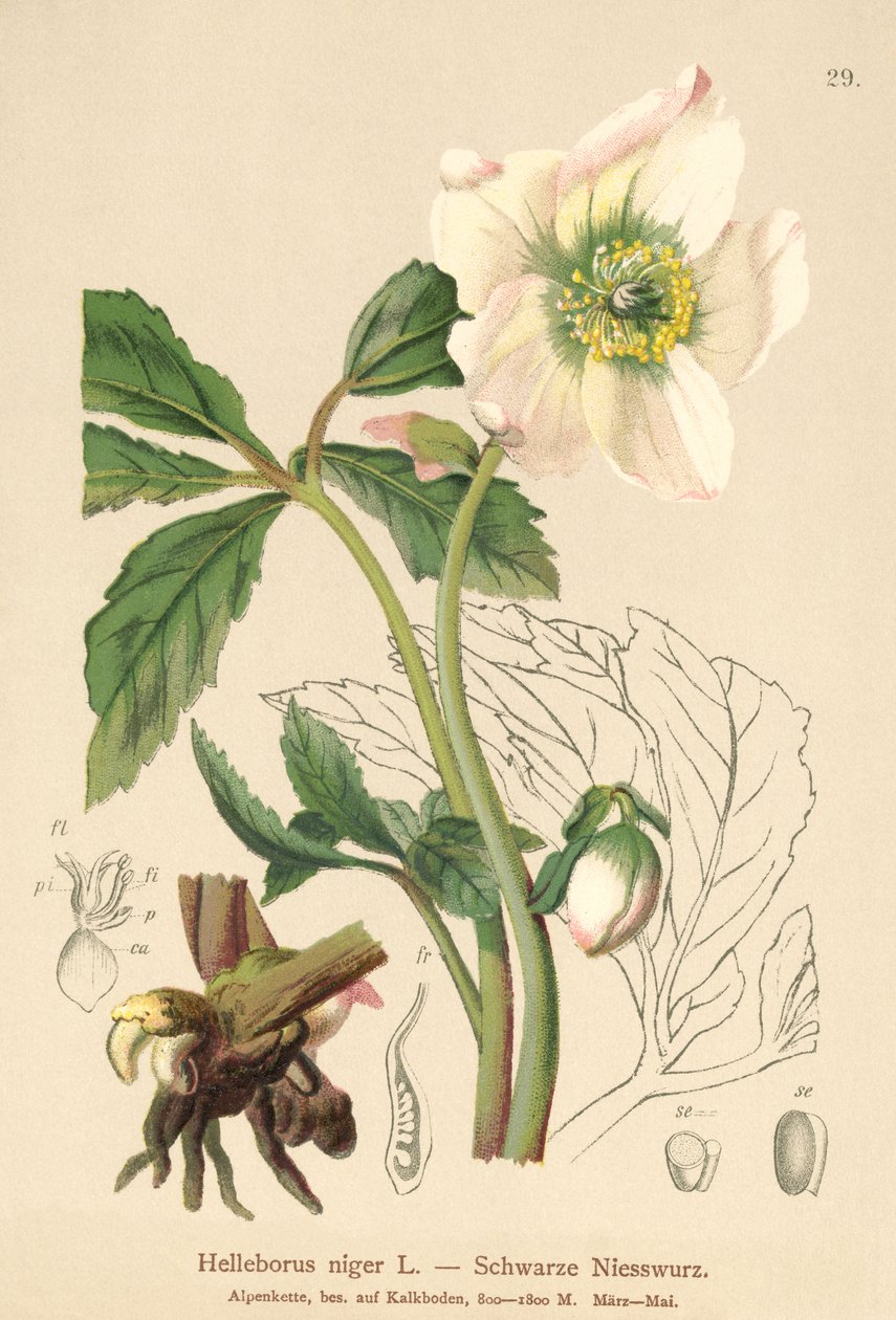 Róża bożonarodzeniowa (Helleborus niger) autorstwa German School