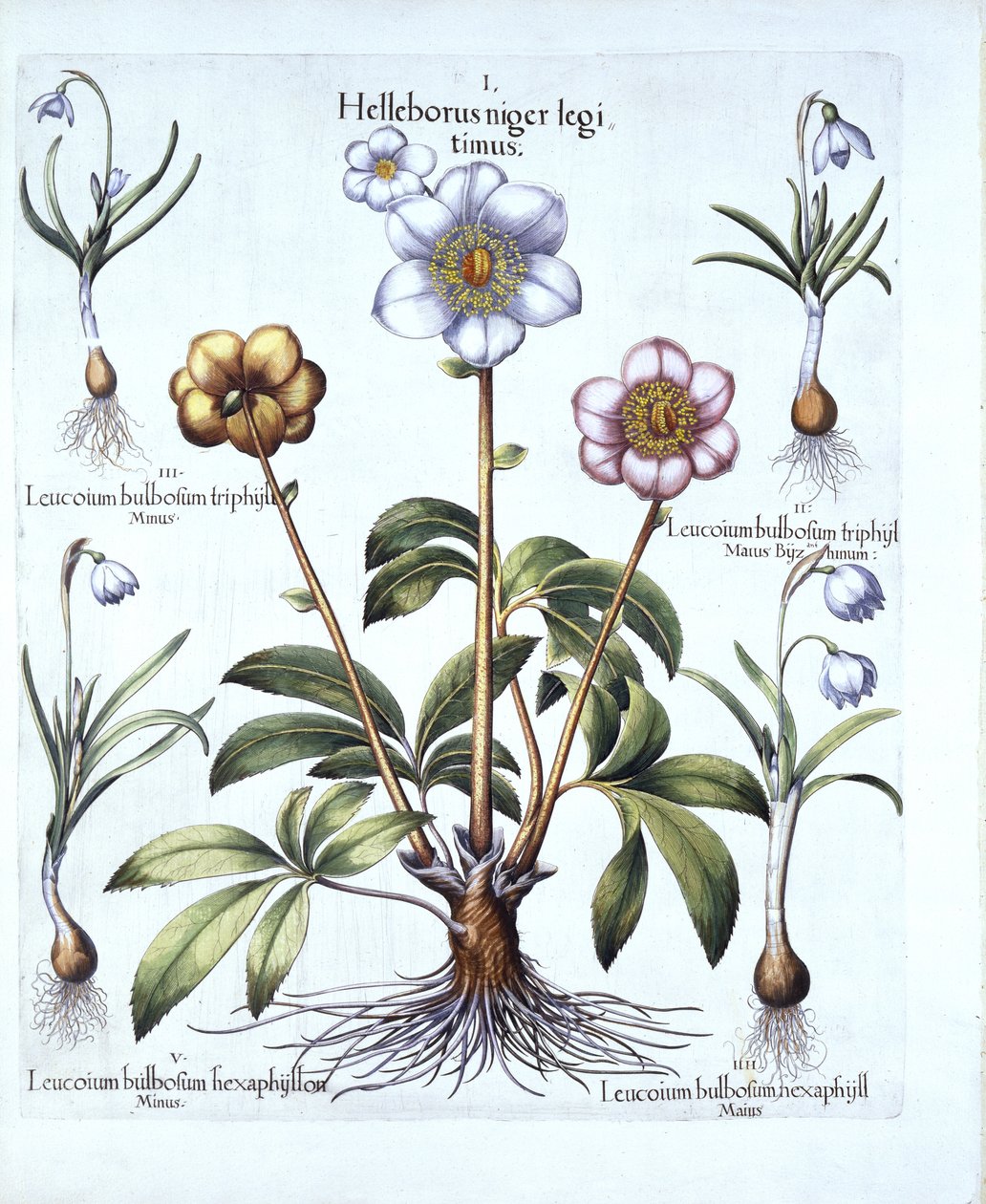 Wariacje na temat róży bożonarodzeniowej i przebiśniegów, z Hortus Eystettensis, autorstwa Basila Beslera (1561-1629), wyd. 1613 (grawerowanie ręcznie kolorowane) autorstwa German School