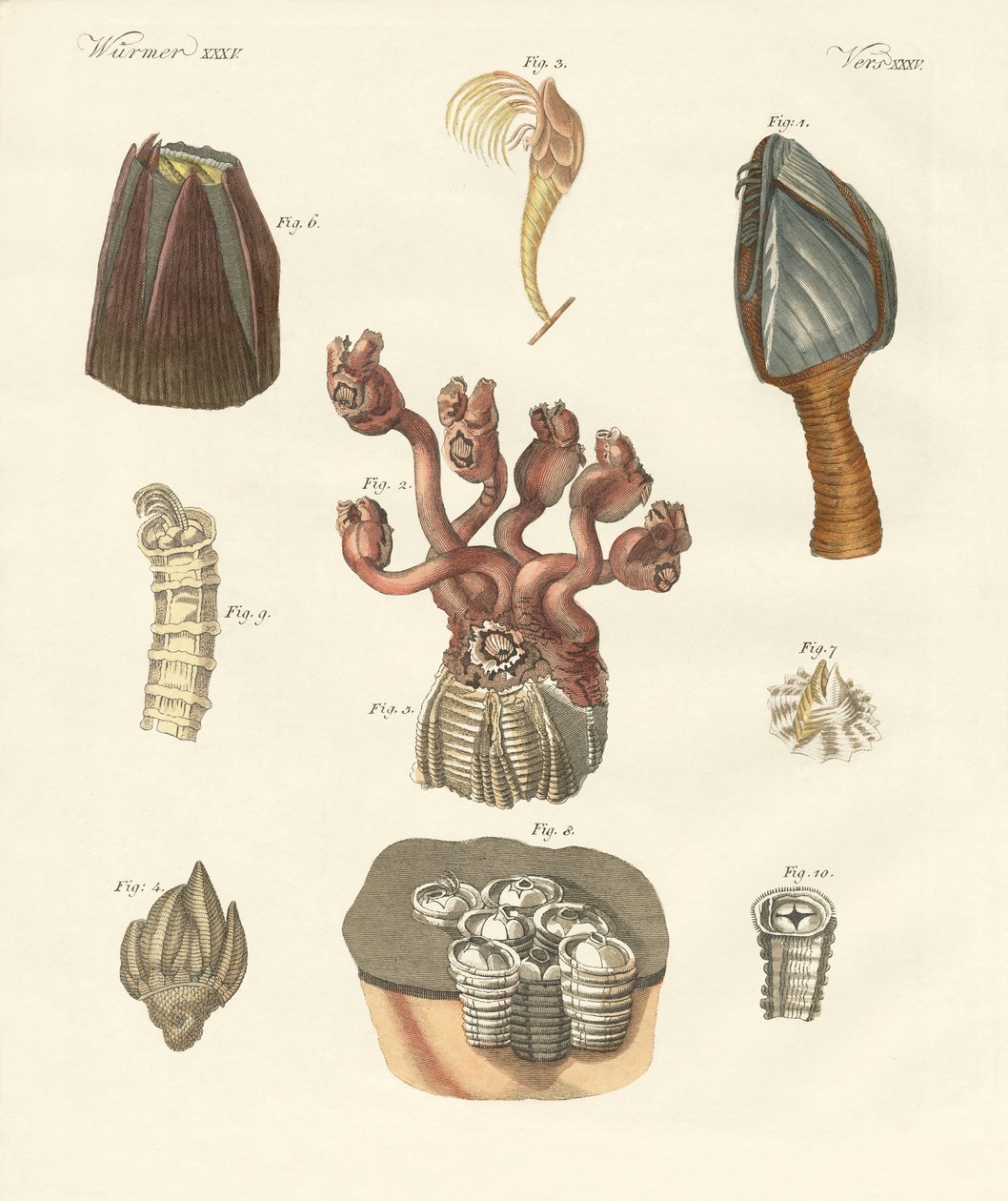 Cirrhipodas, Bristleworms lub ramienionogi (kolorowe grawerowanie) autorstwa German School